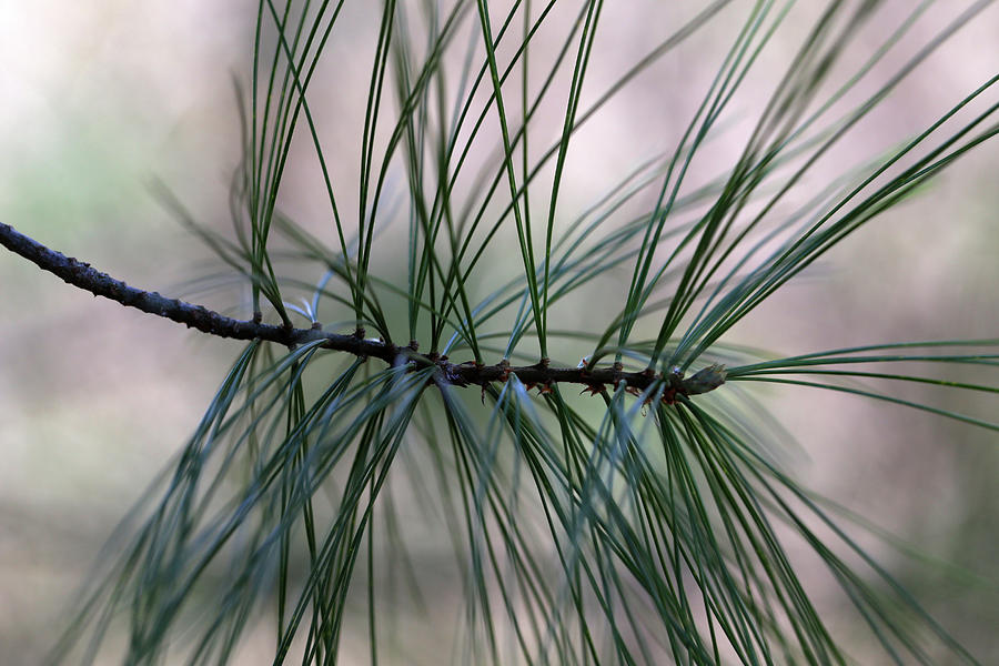Woodland Pine 2 050519 Photograph by Mary Bedy