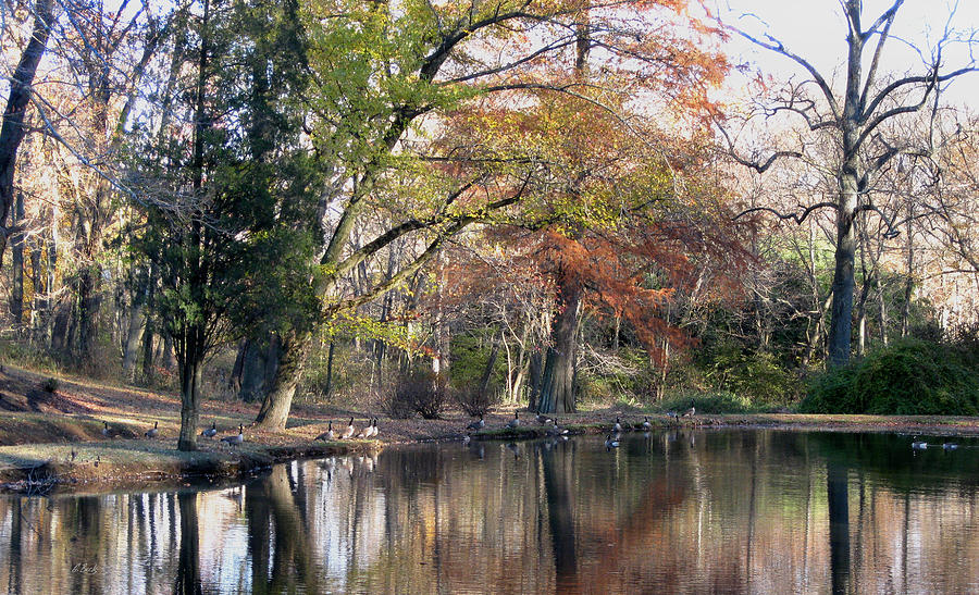 Woodland Pond  Photograph by Gordon Beck