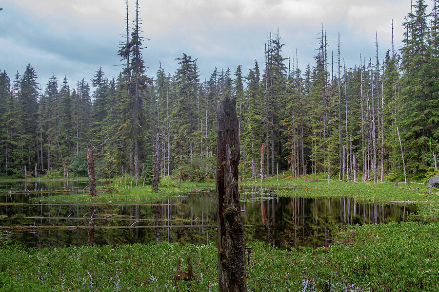 Woodland Pond Photograph by Wayne Simpson - Pixels