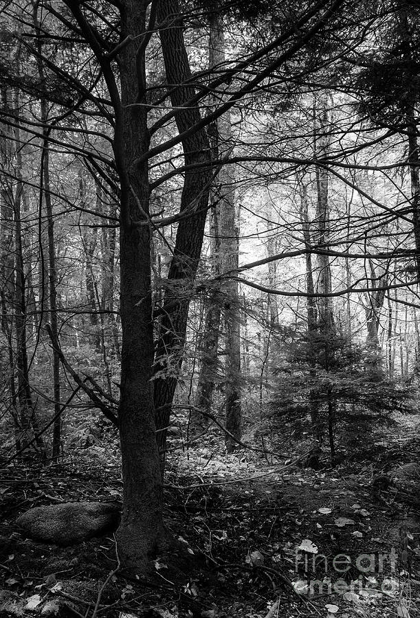 Woodland Scene Photograph by Mike Eingle