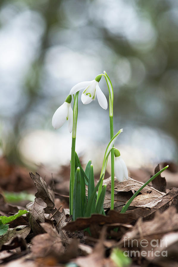 Woodland Snowdrops Photograph by Tim Gainey