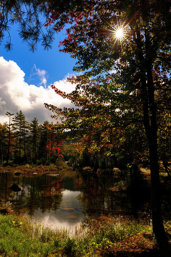 Woodland Star by Mike Lang Woodland Star by Mike Lang