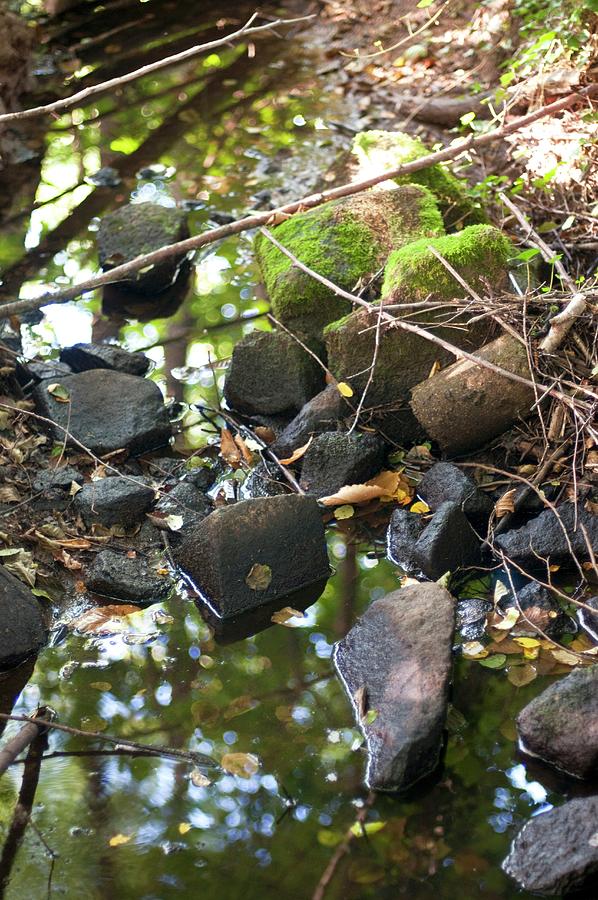 Woodland Stream With Mossy Stones Photograph by Franziska Pietsch
