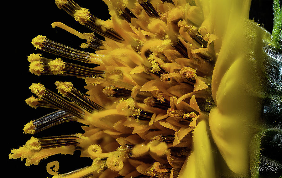 Woodland Sunflower V Digital Art by Photopicks Photography and Art ...
