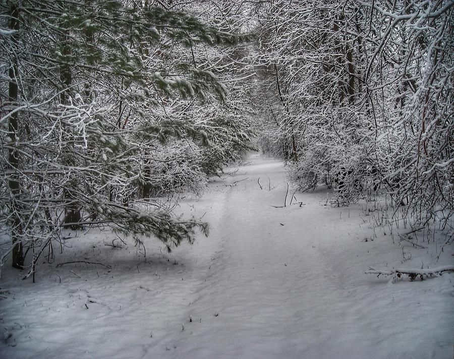 Woodland Trail In The Winter Photograph