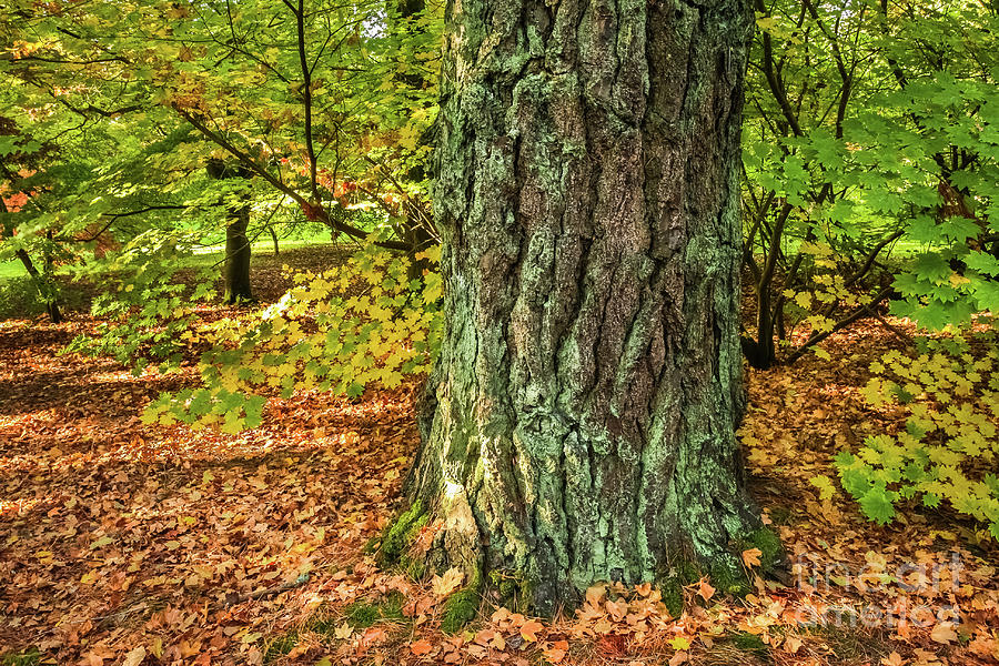 Woodland Tree With Autumn Colours Photograph by Philip Preston