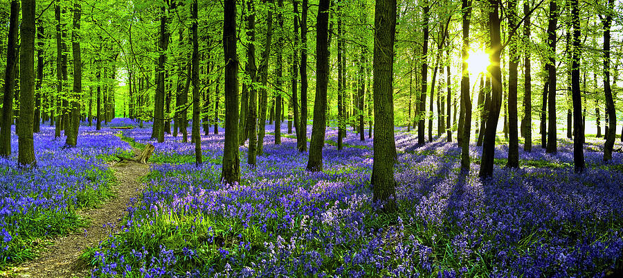 Woodland With Carpet Of Bluebells Photograph by Doug Armand