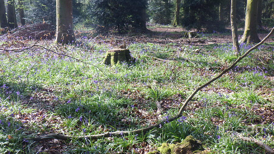 Woodlands 2019 photo 3 by Harry Potter Woodlands 2019 photo 3 by Harry Potter