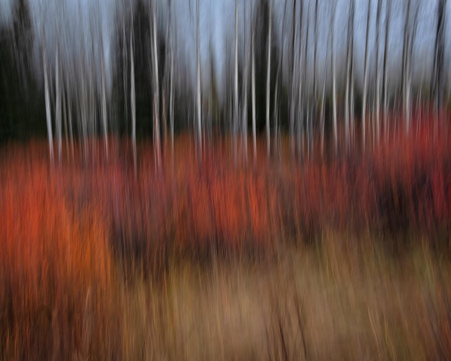 Woodlands Abstract Photograph by Catherine Reading
