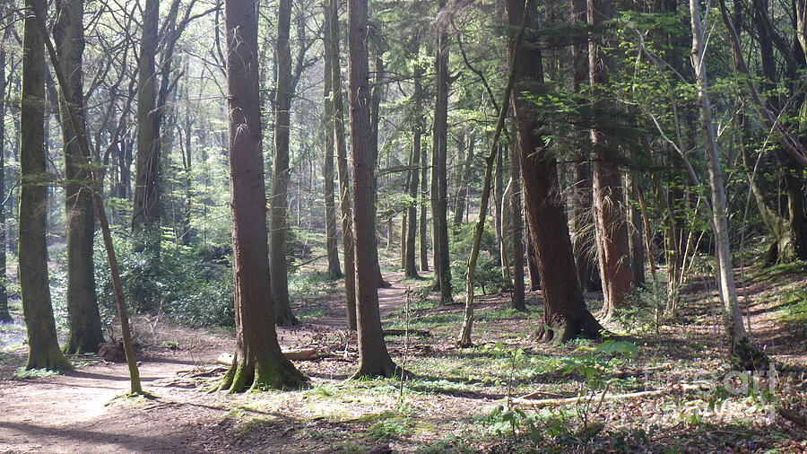 Woodlands photo 4 by Harry Potter Woodlands photo 4 by Harry Potter