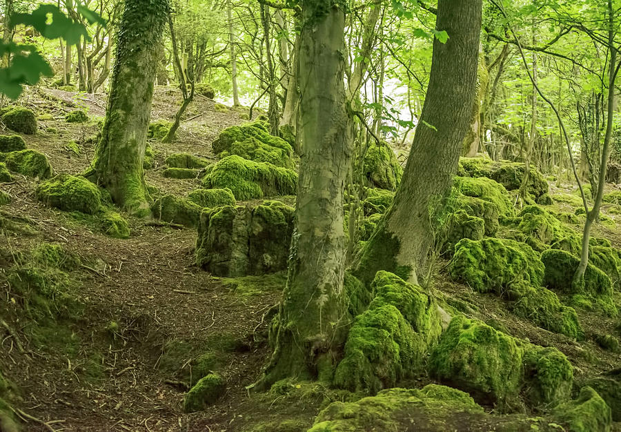 Woodlands Walk View Photograph by Priit Einbaum - Fine Art America