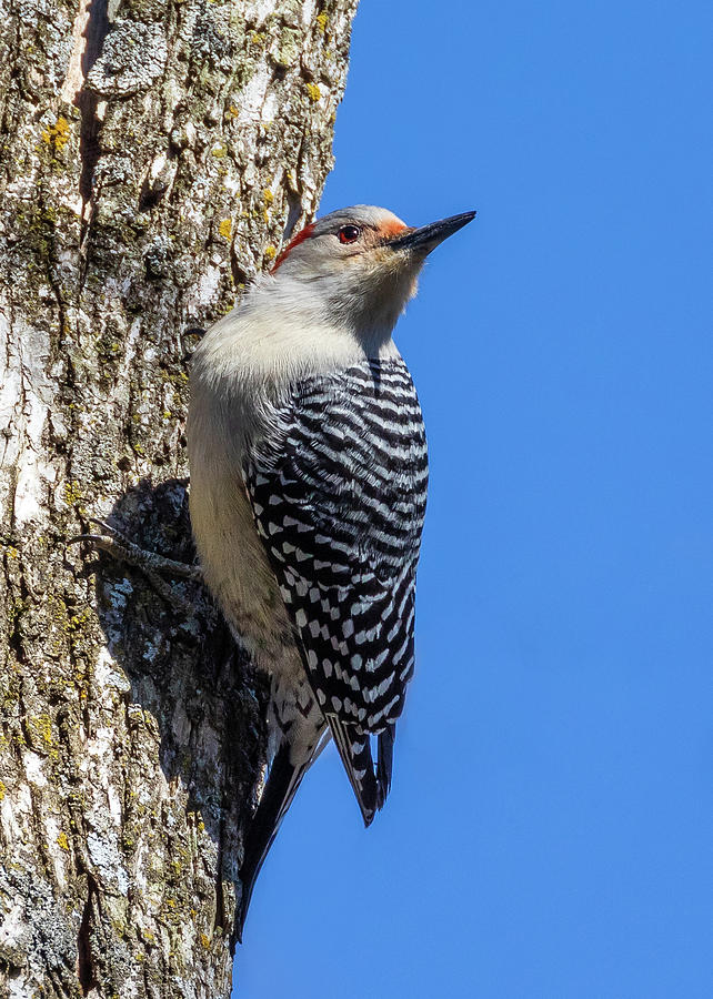 Woodpecker Photograph by Allin Sorenson