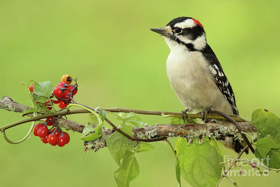 Woodpecker Among Berries Photograph by Max Allen