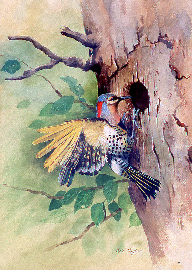 Woodpecker Painting - Woodpecker by Arie Reinhardt Taylor