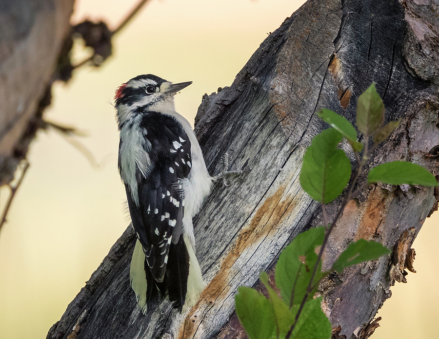 Woodpecker at Sunrise Photograph by Loree Johnson