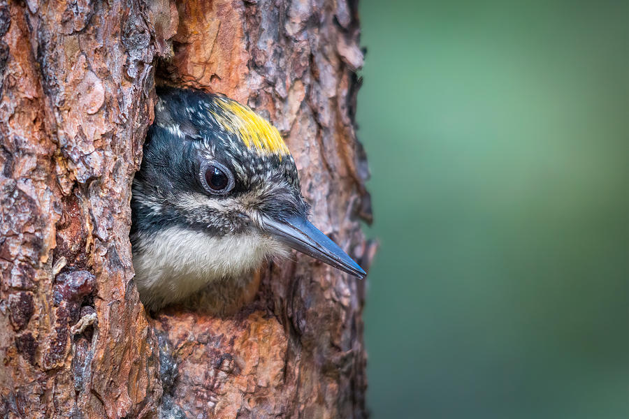 Banff National Park Photograph - Woodpecker by Christoph Schaarschmidt