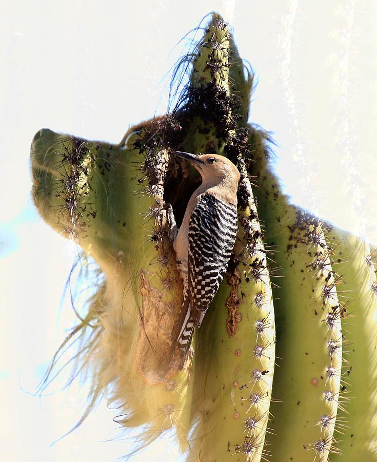 Double Photograph - Woodpecker Ear Cleaning by Greg Wickenburg Double Photograph - Woodpecker Ear Cleaning by Greg Wickenburg