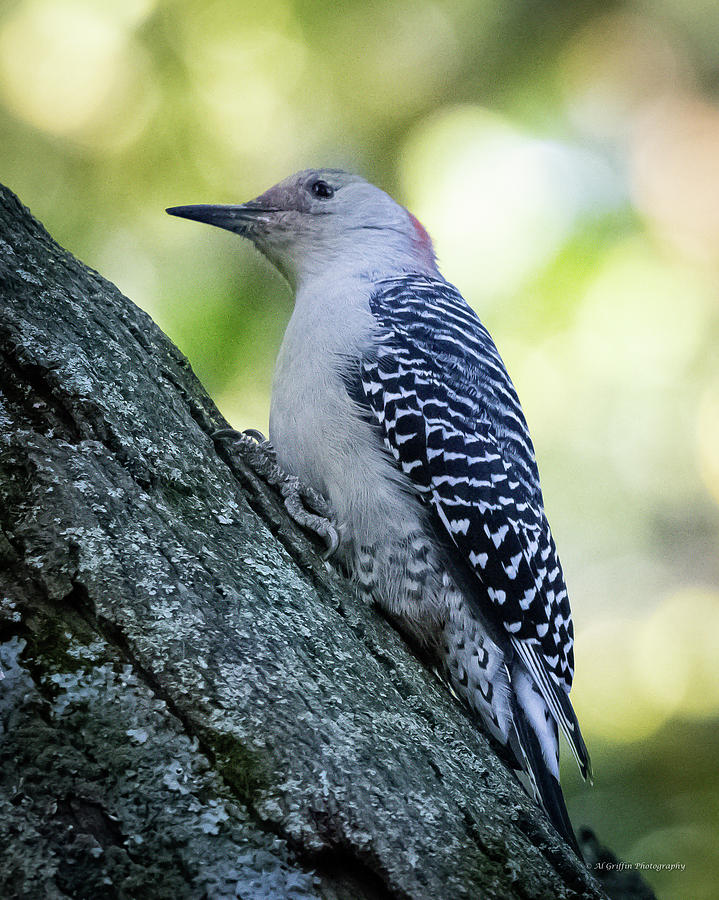 Woodpecker I Photograph by Al Griffin