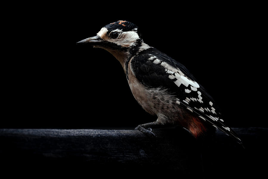 Woodpecker Photograph - Woodpecker II by Johan Lennartsson