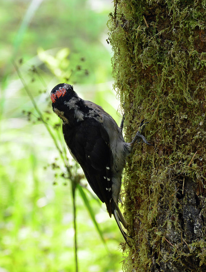 Woodpecker in Olypic National Park B Photograph by Bruce Gourley