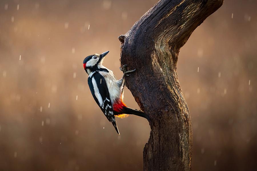 Woodpecker Photograph - Woodpecker In The Rain by Kieran O Mahony