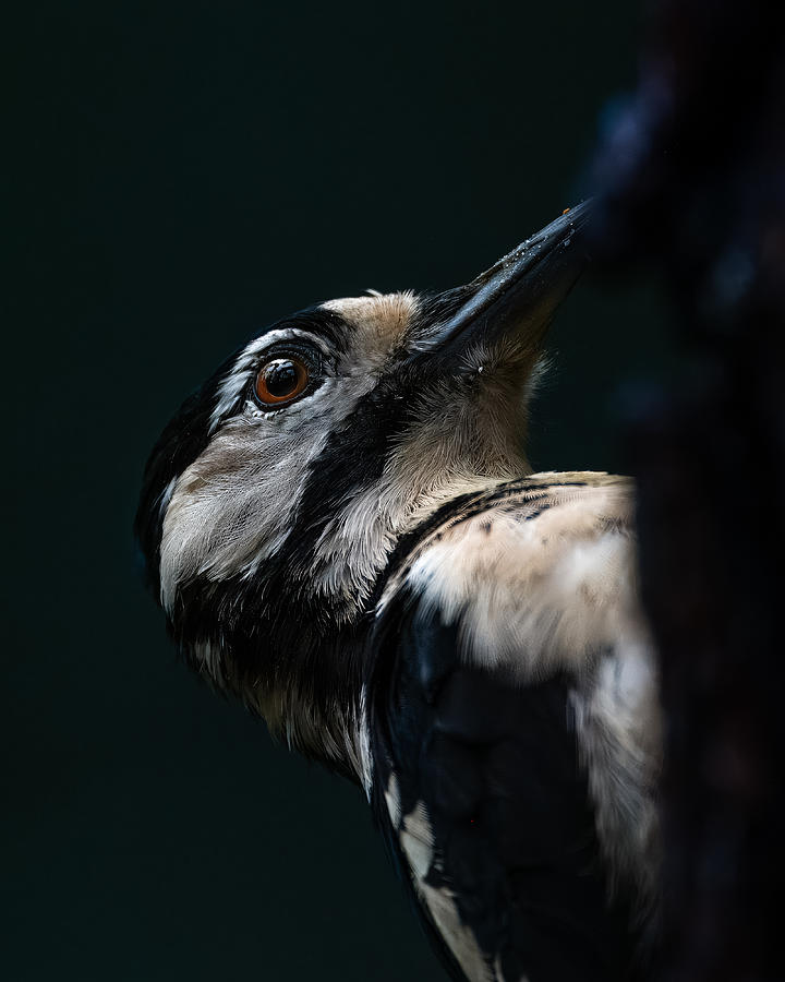 Woodpecker Photograph - Woodpecker by Johan Lennartsson