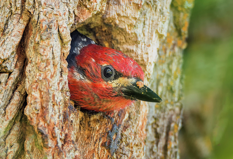 Woodpecker Nest Photograph by Loree Johnson
