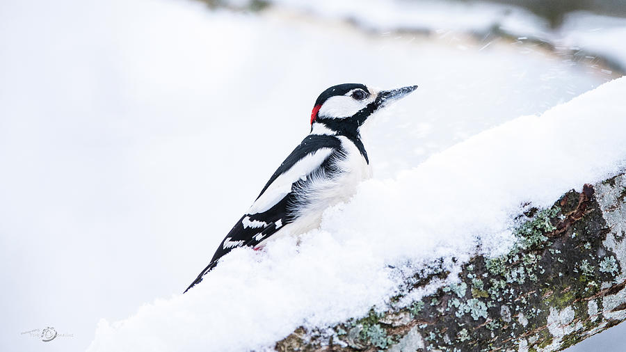 Woodpecker on a snowy branch Photograph by Torbjorn Swenelius