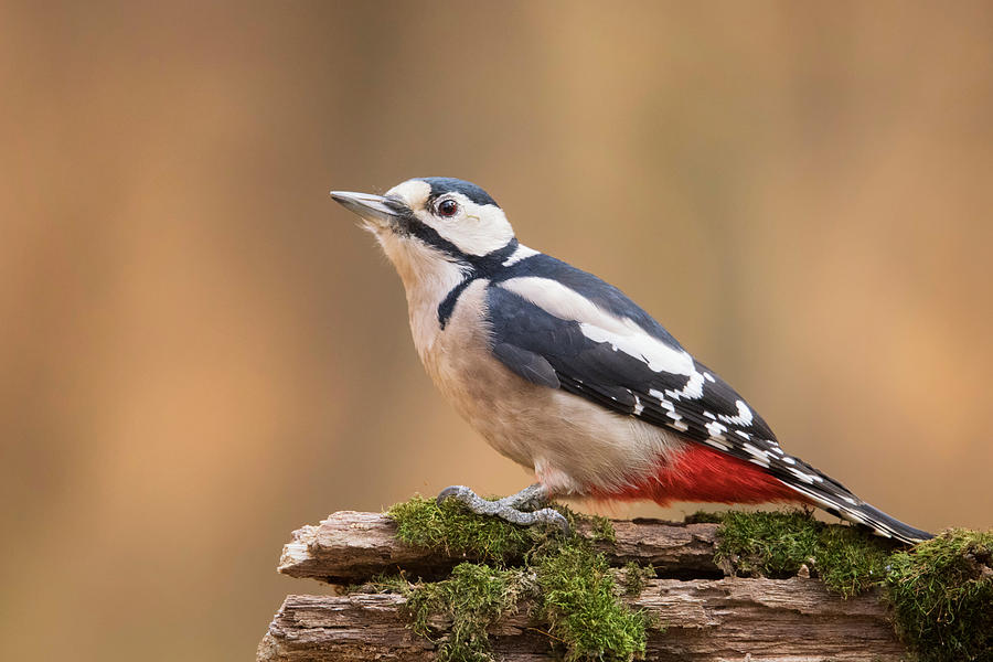 Woodpecker Photograph by Paolo Bolla