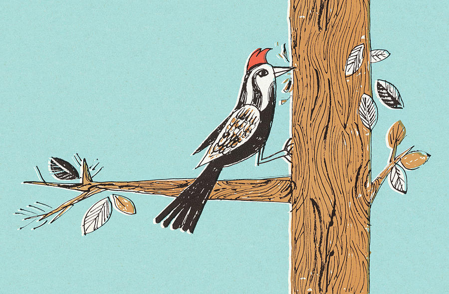 Nature Drawing - Woodpecker Pecking by CSA Images