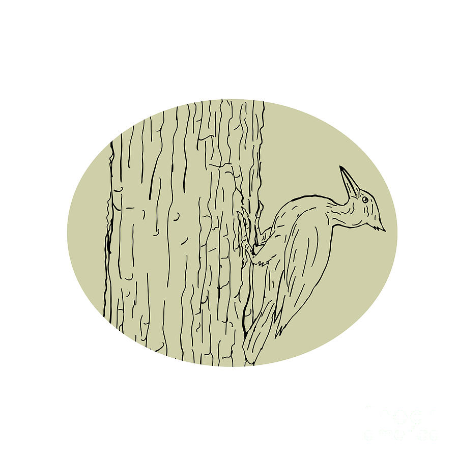Woodpecker Pecking Tree Drawing Digital Art
