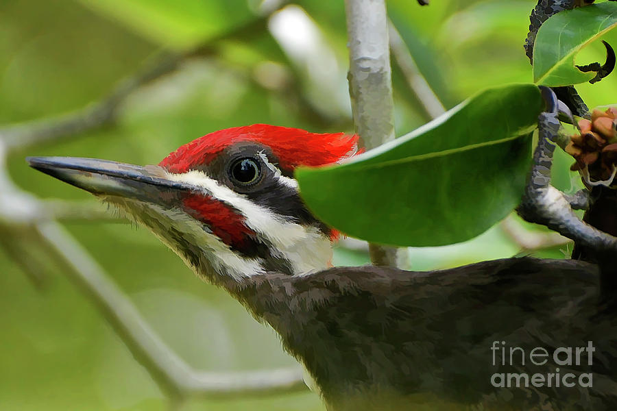 Woodpecker Portrait Photograph by Kathy Baccari