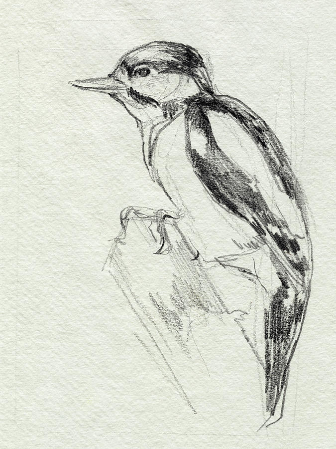 Bird Painting - Woodpecker Sketch I by Jennifer Paxton Parker