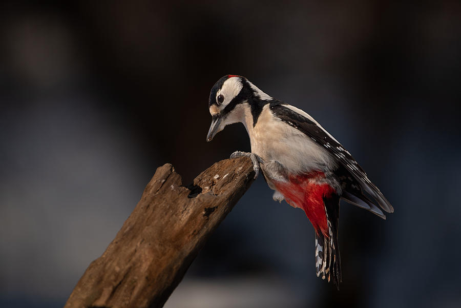Woodpecker Photograph by Trygve Bjrkli