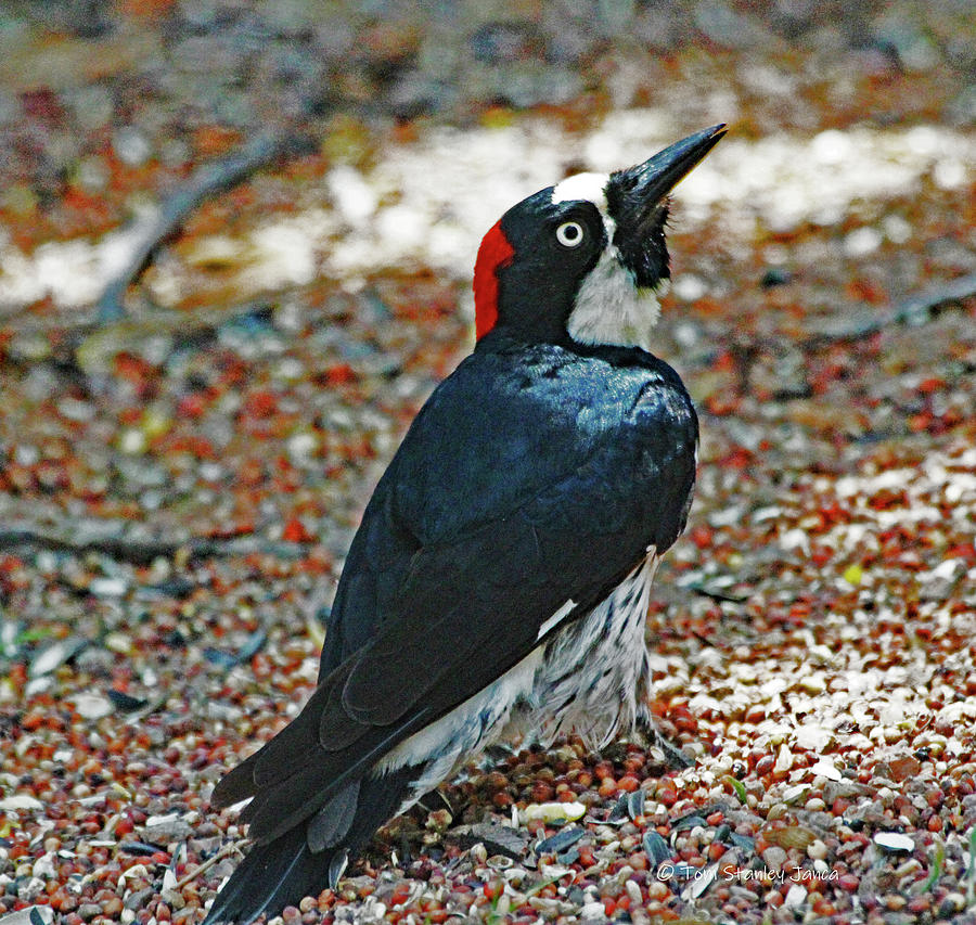 Woodpecker Under The Bird Feeder Digital Art by Tom Janca