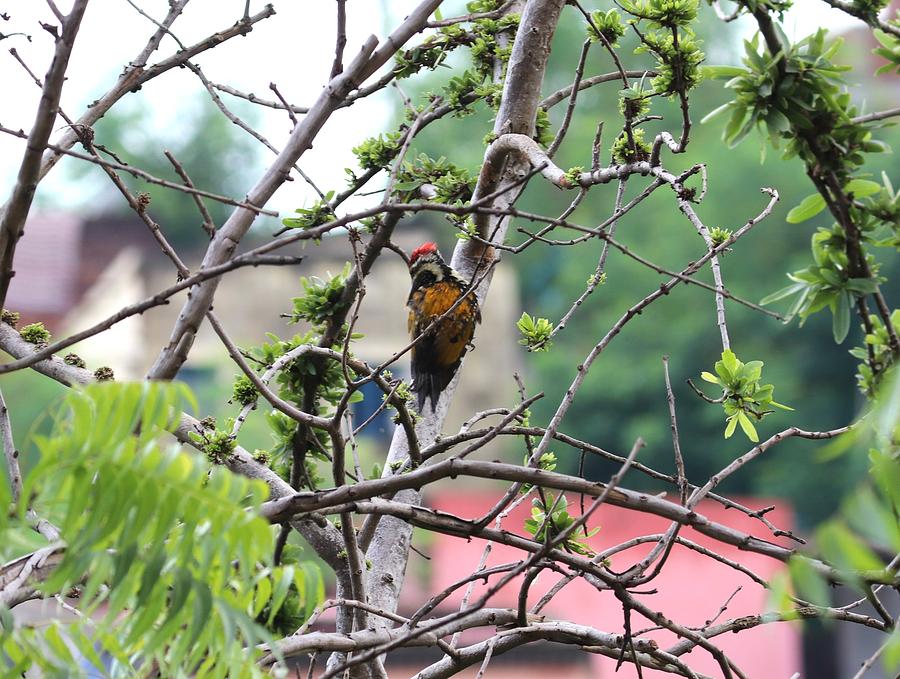 Woodpecker1 Photograph