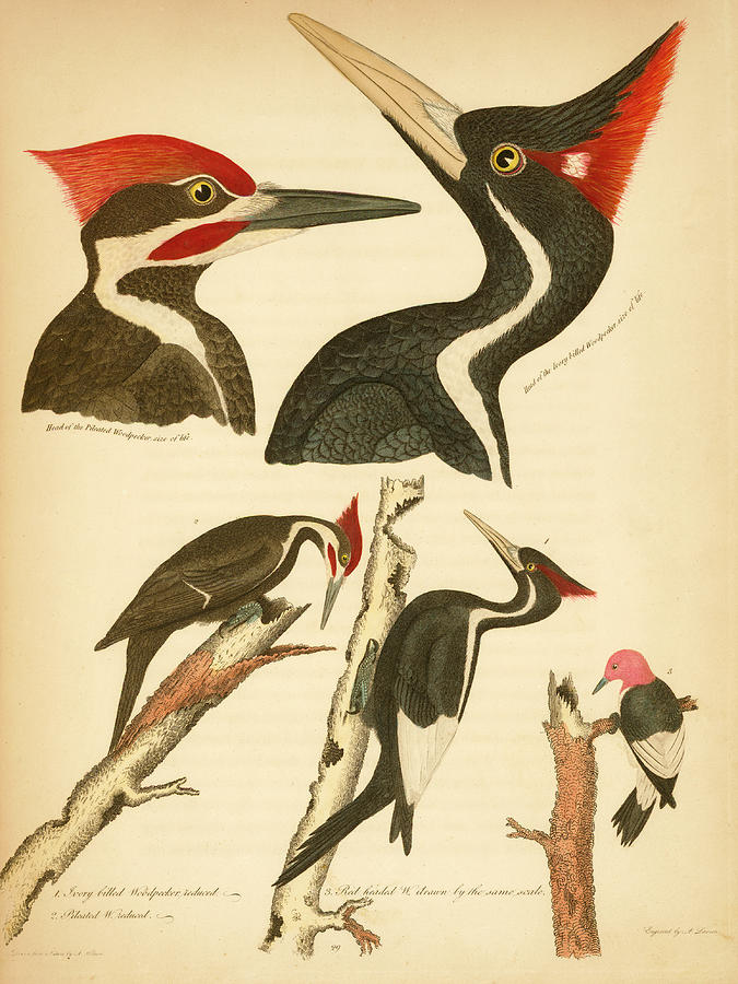 Bird Mixed Media - Woodpeckers by Alexander Wilson