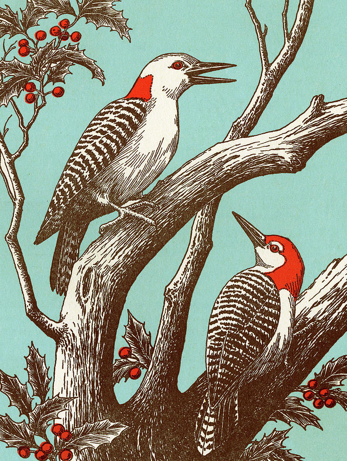 Nature Drawing - Woodpeckers by CSA Images