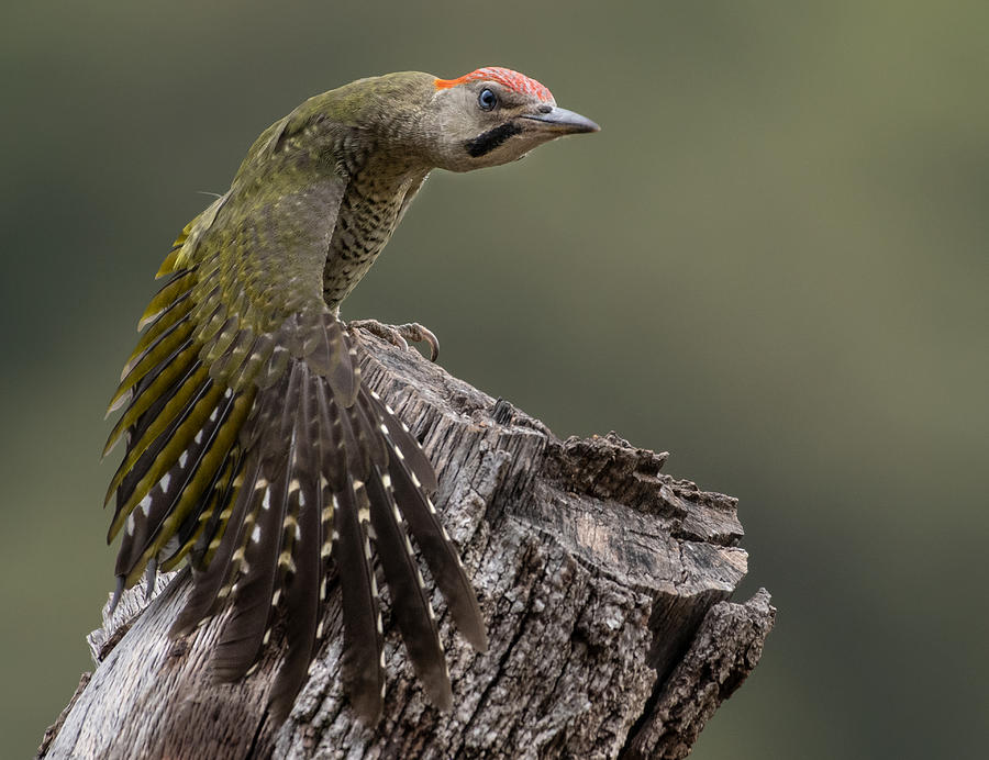 Woodpecker Photograph - Woodpeckers  Moves by Taziabdelo