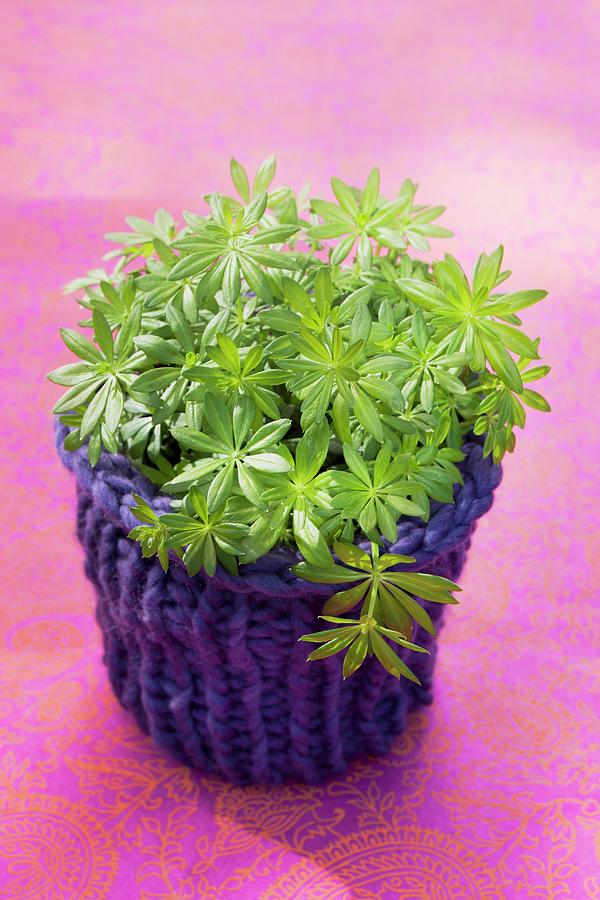 Woodruff In A Plant Pot With A Knitted Cachepot Photograph by Sabine Lscher