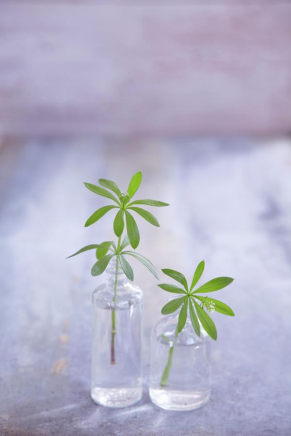 Woodruff In Small Glasses Photograph by Anke Schtz