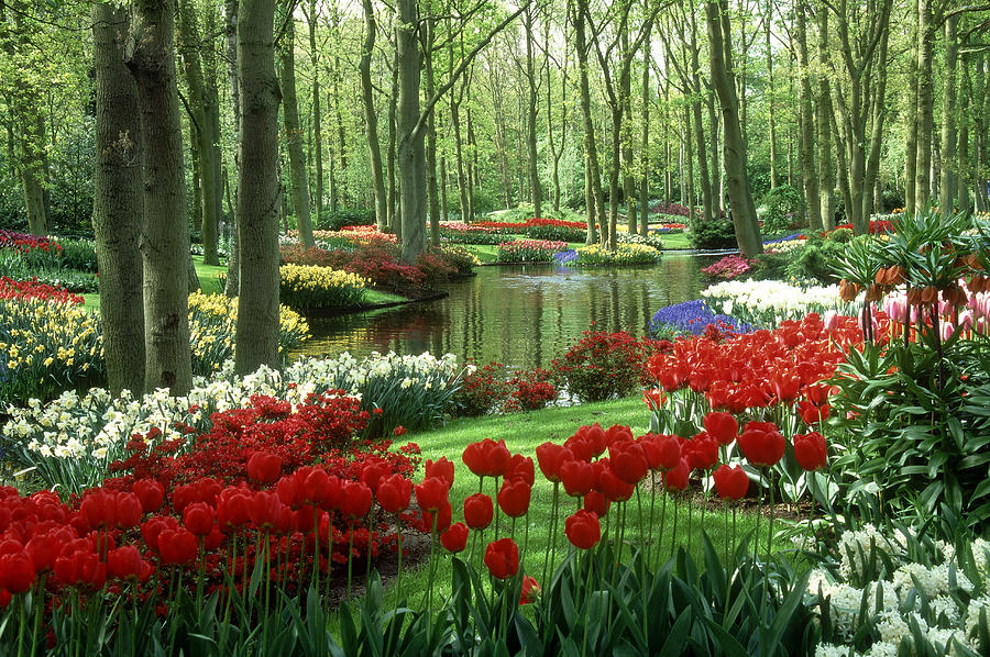 Woods And Stream, Keukenhof Gardens Photograph by Robin Smith Woods And Stream, Keukenhof Gardens Photograph by Robin Smith