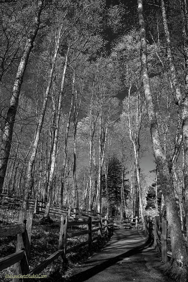 Woods at Miners castle Overlook Photograph by LeeAnn McLaneGoetz McLaneGoetzStudioLLCcom