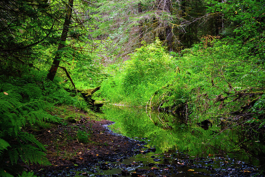 Woods Creek, Randle, Washington, 2016 Photograph by Steve G Bisig