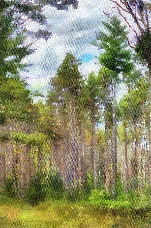 Woods by George Pennington Woods by George Pennington