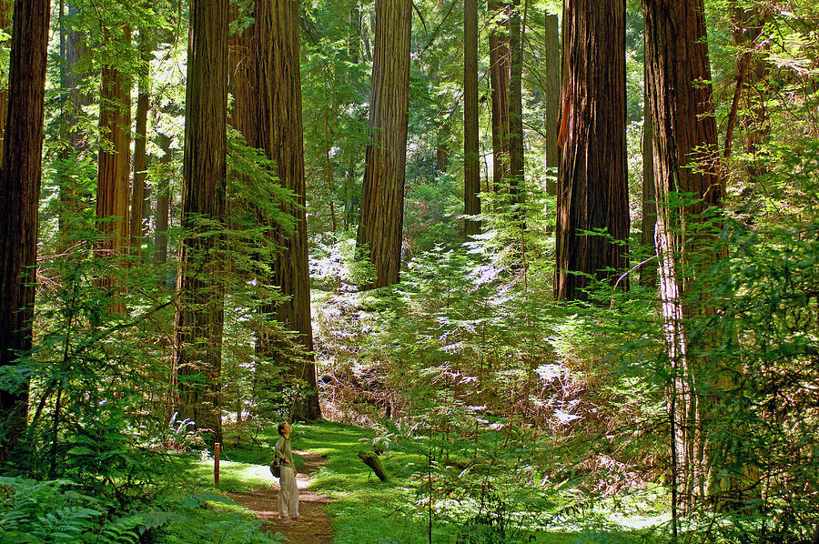 Nature Digital Art - Woods by Heeb Photos
