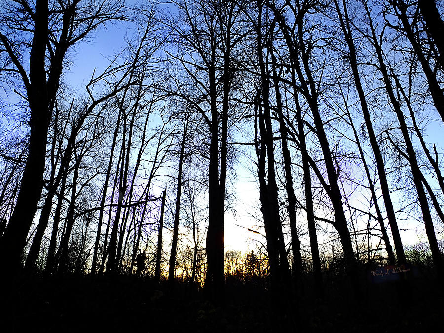 Woods In Twilight Photograph by Wendy McKennon