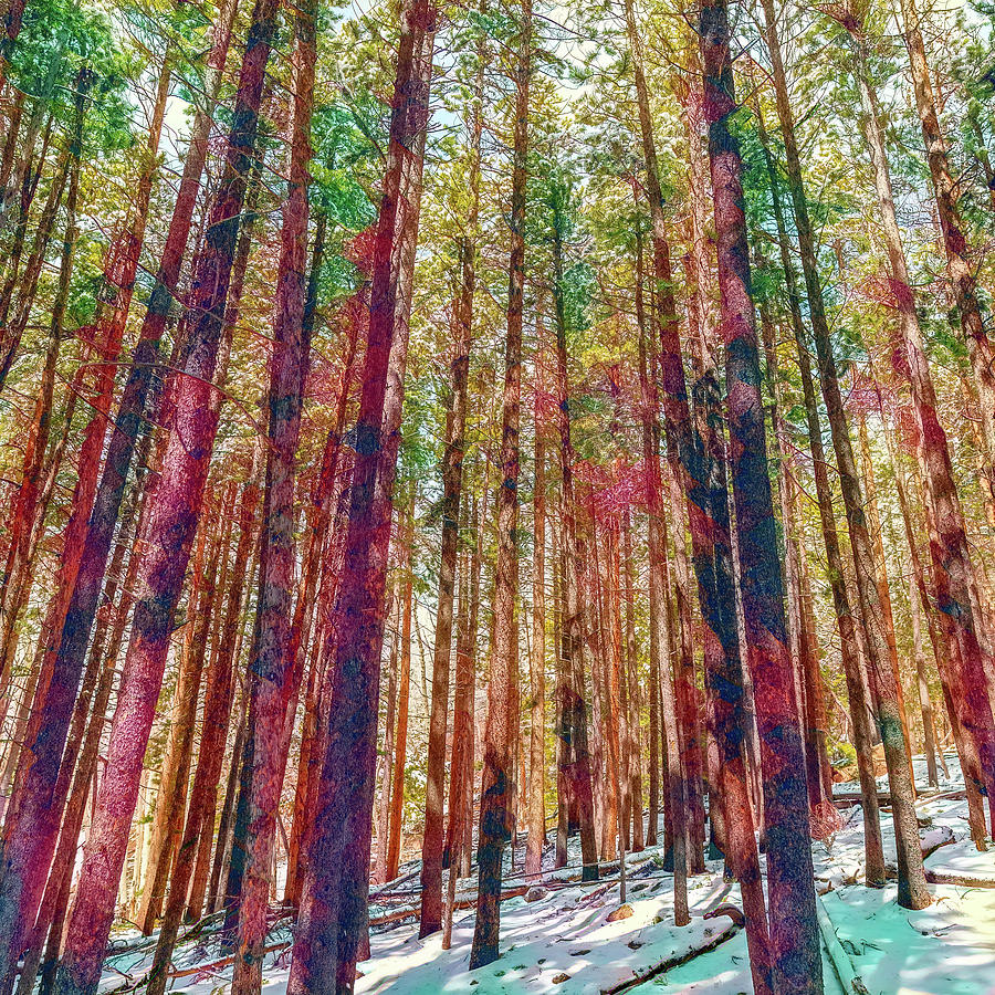 Woods in Watercolors Photograph by Eric Glaser