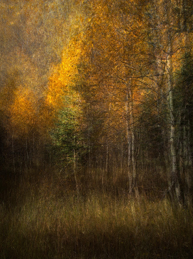 Abstract Photograph - Woods by Roxana Labagnara