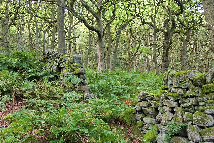 Woods With Ferns & Stone Walls Digital Art by Deborah Waters